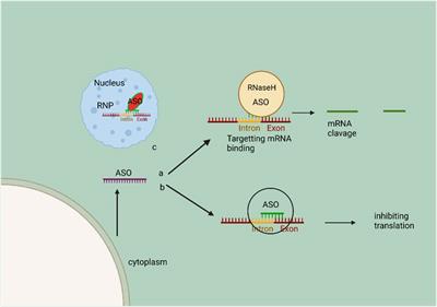 Recent insights into the functions and mechanisms of antisense RNA: emerging applications in cancer therapy and precision medicine